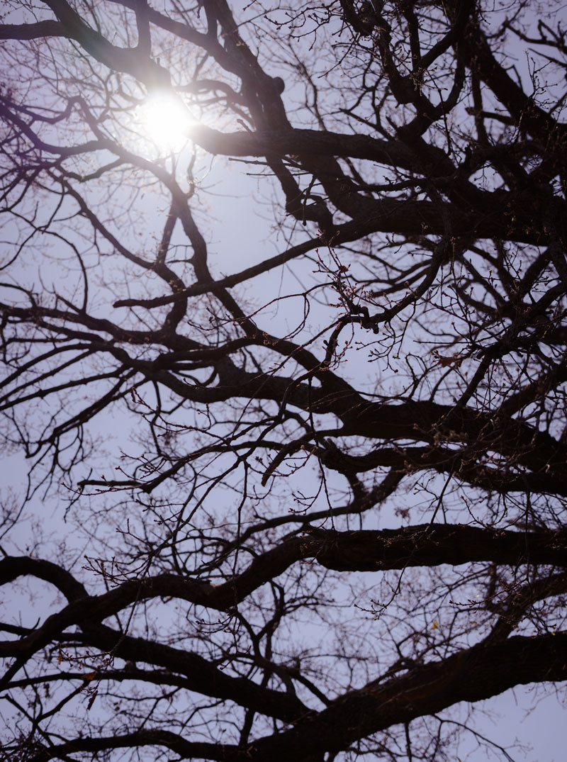 albero